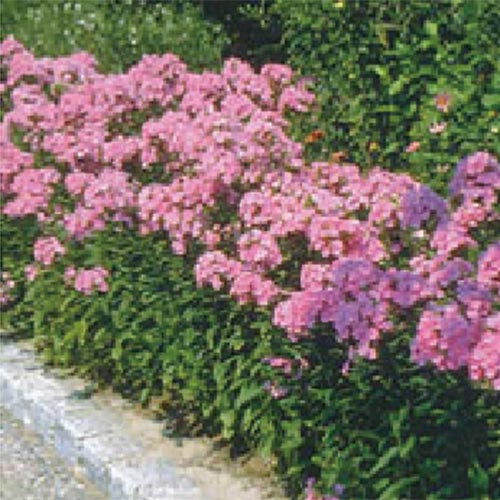 宿根フロックス