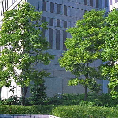 シラカシ