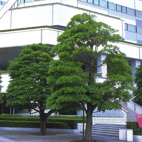 タブノキ
