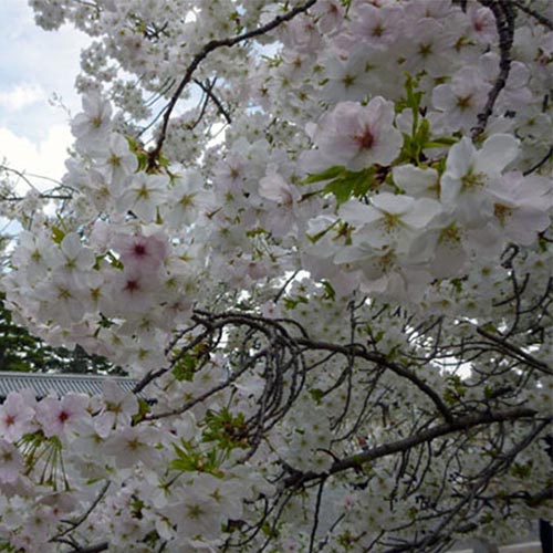 大島桜